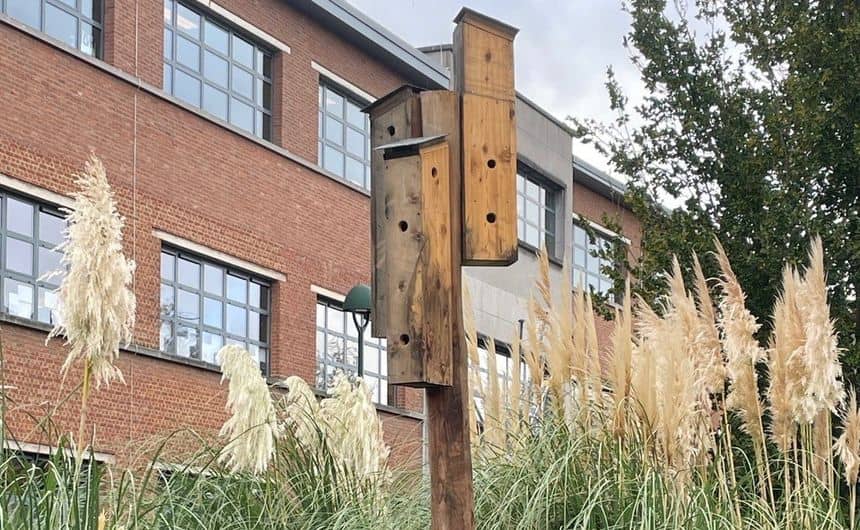 Découverte nature à Saint-Gilles : Le bâti ancien, un lieu d’accueil pour la faune et la flore urbaines ? mercredi 20.05.26